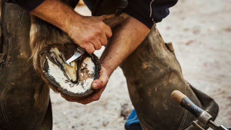 Farrier Removing a Horseshoe